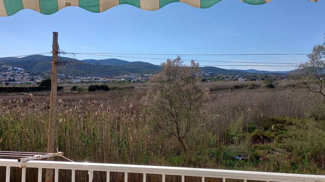 Nereidas 31